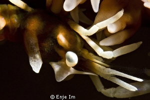 Whip Coral Shrimp / no cropping by Enje Im 